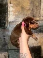 Lily (Purple ), a female Doberman Pinscher for sale in Spring, TX – 4 of 5