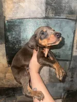 Hulk (GREEN Collar), a male Doberman Pinscher for sale in Spring, TX – 2 of 7