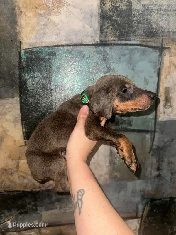 Hulk (GREEN Collar) – Doberman Pinscher puppy for sale in Spring, TX
