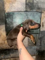 Hulk (GREEN Collar), a male Doberman Pinscher for sale in Spring, TX – 1 of 7
