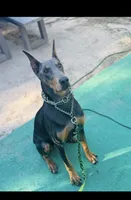 Lily (Purple ), a female Doberman Pinscher for sale in Spring, TX – 2 of 5