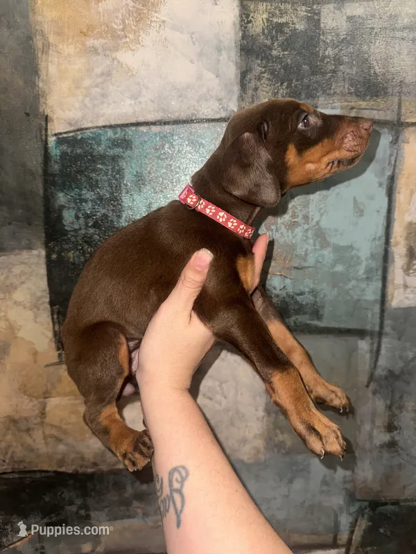 Rose (Hot Pink) – Doberman Pinscher puppy for sale in Spring, TX