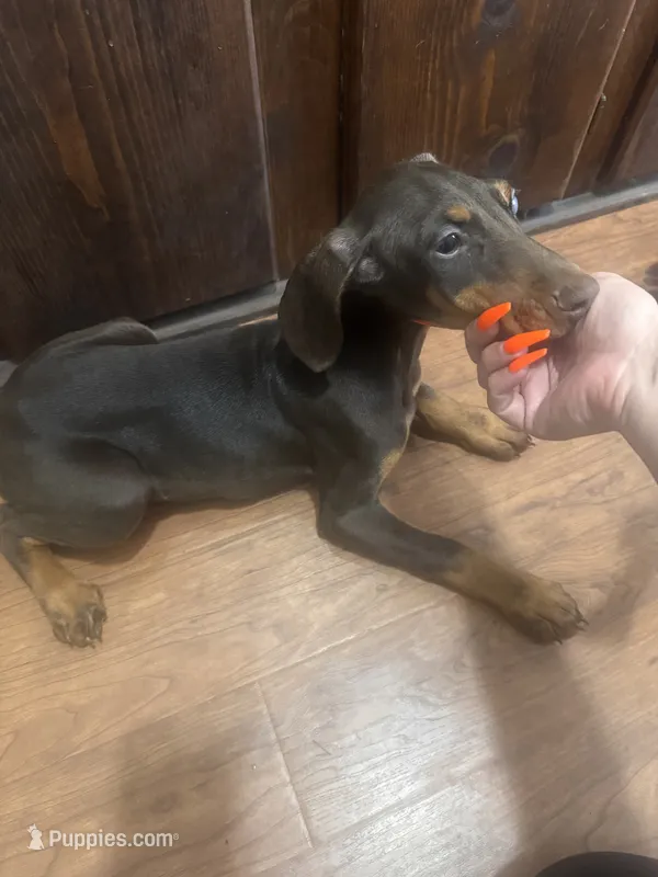 Rose (Hot Pink) – Doberman Pinscher puppy for sale in Spring, TX