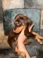 Rose (Hot Pink), a female Doberman Pinscher for sale in Spring, TX – 2 of 7