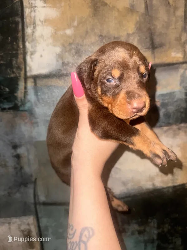 Lily (Purple ) – Doberman Pinscher puppy for sale in Spring, TX