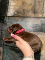 Rose (Hot Pink), a female Doberman Pinscher for sale in Spring, TX – 5 of 5