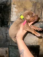 Loki (Lime green), a male Doberman Pinscher for sale in Spring, TX – 5 of 5