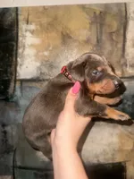 Sky (RED COLLAR), a female Doberman Pinscher for sale in Spring, TX – 1 of 5