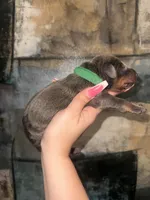 Hulk (GREEN Collar), a male Doberman Pinscher for sale in Spring, TX – 5 of 5