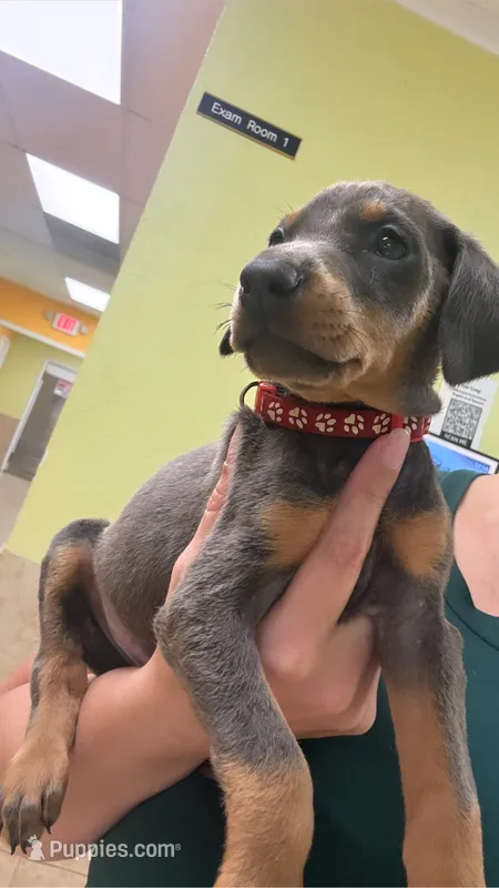 Sky (RED COLLAR) – Doberman Pinscher puppy for sale in Spring, TX