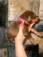 Rose (Hot Pink), a female Doberman Pinscher for sale in Spring, TX – 4 of 5