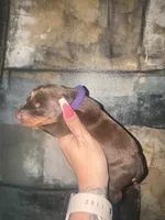 Lily (Purple ), a female Doberman Pinscher for sale in Spring, TX – 5 of 5