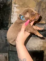 Titus, a  Doberman Pinscher for sale in Spring, TX – 7 of 7