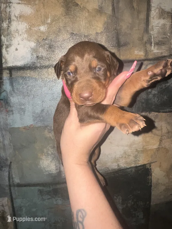 Persia (Light Pink) – Doberman Pinscher puppy for sale in Spring, TX