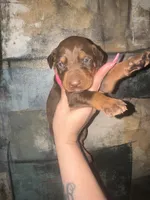Persia (Light Pink), a female Doberman Pinscher for sale in Spring, TX – 1 of 4