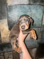 Sky (RED COLLAR), a female Doberman Pinscher for sale in Spring, TX – 7 of 8