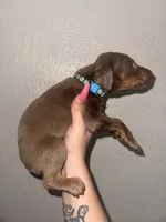 Titus, a  Doberman Pinscher for sale in Spring, TX – 2 of 7