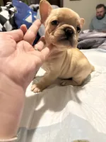 Cream, a male French Bulldog for sale in New Philadelphia, OH – 1 of 1