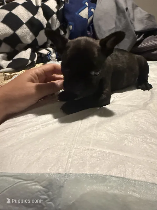 Blacky – French Bulldog puppy for sale in New Philadelphia, OH