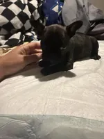Blacky, a female French Bulldog for sale in New Philadelphia, OH – 1 of 1