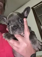 Chase, a male French Bulldog for sale in New Philadelphia, OH – 1 of 1