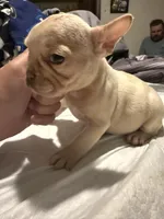 White, a male French Bulldog for sale in New Philadelphia, OH – 1 of 1