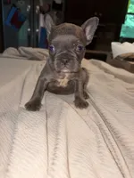 Gray, a female French Bulldog for sale in New Philadelphia, OH – 1 of 1