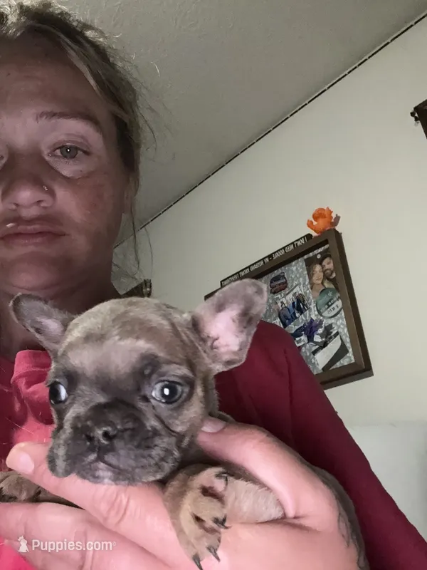 Runt – French Bulldog puppy for sale in New Philadelphia, OH