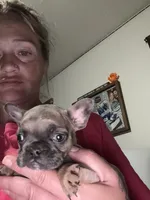 Runt, a male French Bulldog for sale in New Philadelphia, OH – 1 of 1
