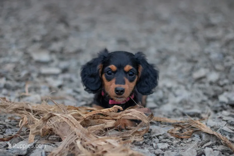 Agatha – Miniature Dachshund puppy for sale in Dundee, NY