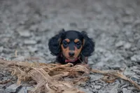 Agatha, a female Miniature Dachshund for sale in Dundee, NY – 1 of 4