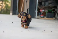 Agatha, a female Miniature Dachshund for sale in Dundee, NY – 3 of 4