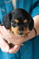 Agatha, a female Miniature Dachshund for sale in Dundee, NY – 4 of 4