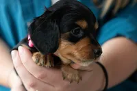 Agatha, a female Miniature Dachshund for sale in Dundee, NY – 2 of 4