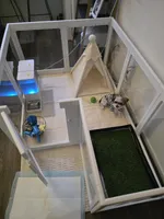 Prince , a male Yorkshire Terrier for sale in San Ramon, CA – Photo 6 of 7