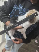 Prince Jax $800 OBO, a male Yorkshire Terrier for sale in San Ramon, CA – Photo 9 of 10