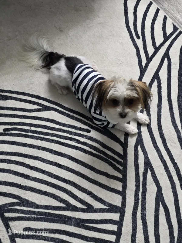 Prince  – Yorkshire Terrier puppy for sale in San Ramon, CA