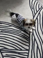 Prince , a male Yorkshire Terrier for sale in San Ramon, CA – Photo 4 of 7