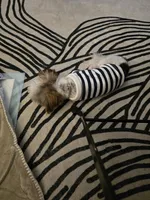 Prince , a male Yorkshire Terrier for sale in San Ramon, CA – Photo 5 of 7