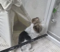 Prince Jax $800 OBO, a male Yorkshire Terrier for sale in San Ramon, CA – Photo 8 of 10