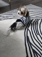 Prince , a male Yorkshire Terrier for sale in San Ramon, CA – Photo 2 of 7