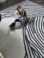 Prince , a male Yorkshire Terrier for sale in San Ramon, CA – Photo 3 of 7