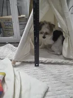 Prince Jax $800 OBO, a male Yorkshire Terrier for sale in San Ramon, CA – Photo 10 of 10