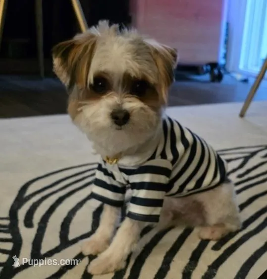 Prince Jax $300 OBO – Yorkshire Terrier puppy for sale in San Ramon, CA