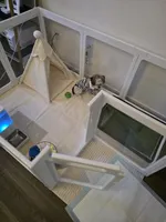 Prince , a male Yorkshire Terrier for sale in San Ramon, CA – Photo 7 of 7