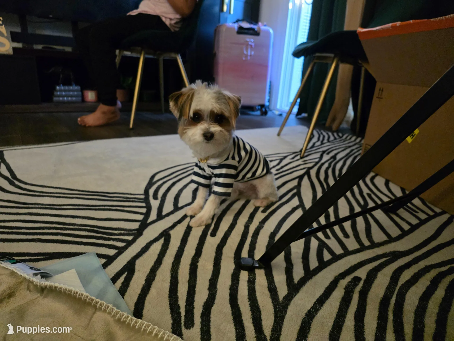Prince Jax $300 OBO, a male Yorkshire Terrier for sale in San Ramon, CA – Photo 2 of 10