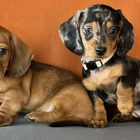 processed/eefe735e-b7d2-4ad1-8eae-d68f54e97d77/facility/19cde3fb-75be-4645-a90f-5da5d1e6d688