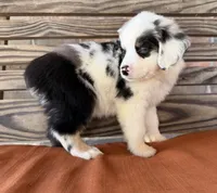 Lennyn, a female Miniature Australian Shepherd for sale in Honey Grove, TX – 9 of 10