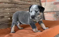 Blu, a male Australian Cattle Dog for sale in Honey Grove, TX – 9 of 10