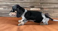 Kara, a female Miniature Dachshund for sale in Honey Grove, TX – 8 of 10